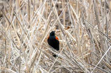 Naklejka premium Red-winged blackbird (agelaius phoeniceus) perching on dry grass in Barr Lake State Park, Brighton, Colorado