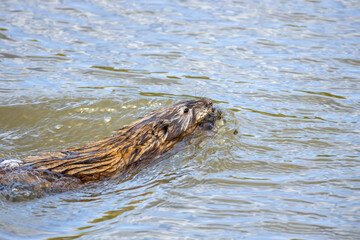 An otter swimming in the water in Barr Lake State Park, Brighton, Colorado