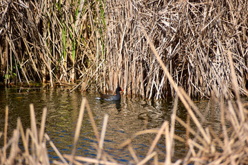 bird in the water