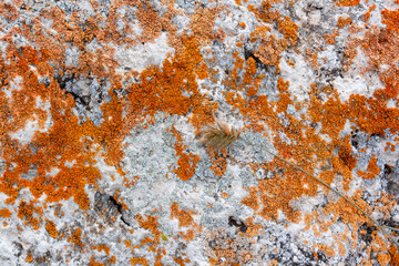 Background texture with red moss and spikelet on white stone. Natural ecological vegetation. Horizontal image.