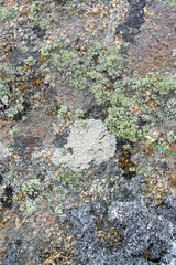 Background texture of different old lichen and moss on the stones. Vertical image.