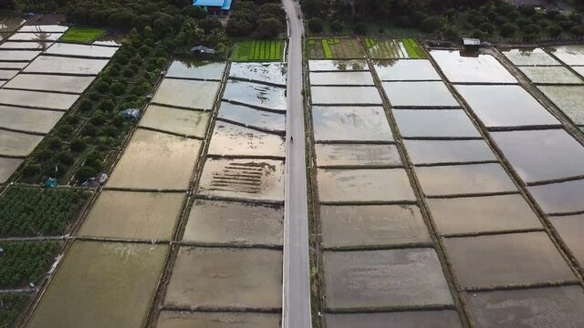 	
Aerial footage along a road next to a rice paddy field in northern of Thailand. Flight near the green rice plants and along the water supply canal. Sky reflecting in the water