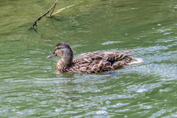 Mallard (Anas platyrhynchos) in сreek