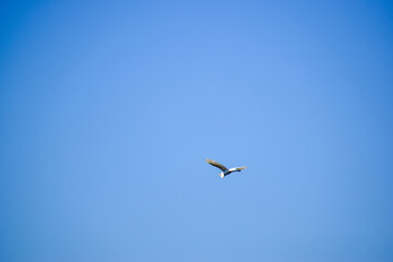 seagull in flight