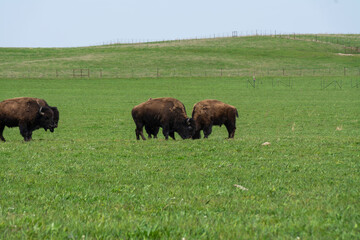 Wild bison play fighting on the prairie.  Nachusa Grasslands The Nature Conservancy, Illinois, USA.