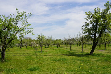 Große grüne Streuobstwiese zur Baumblüte in Alexandrowka in Potsdam im Frühling bei Sonnenschein