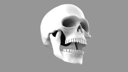 Skull with open mouth. 3d render skull on a gray background