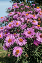 New England Aster (Symphyotrichum novae-angliae) in garden
