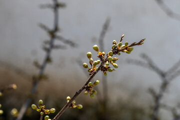 Group buds on branch of fruit tree (cherries, sweet cherry). Pistachio-colored buds with pink border. On gray background