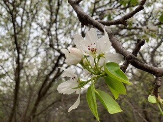 Apple Tree Blossoms with white flowers over nature background, spring flowers