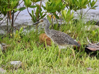 Birds in Florida