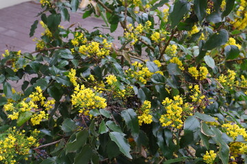 Stechpalme, Blüten, Strauch, Garten