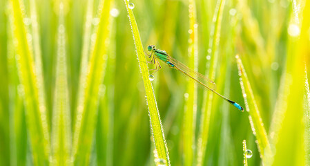 Dragonfly on rice plant leaves with dew drops,In summer evening a blue dragonfly sitting on grass