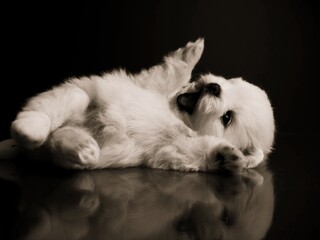 white Pomeranian puppy