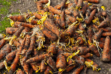 Lots of dirty carrots in a pile. Old carrots with soil close up.