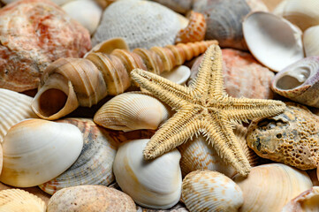 Seashells of various shapes and types. Background
