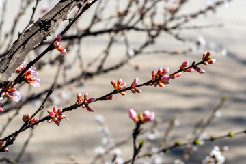 Blooming sprig of fruit tree. Hot pink buds on branch of fruit tree (cherries, sweet cherry, apricot). On sunny day in springtime