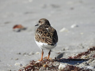 Florida birds on the beach