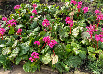 Spring Flowering Bergenia 'Eroica' Elephant's Ears in UK