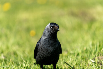 Portrait of Western Jackdaw (Corvus Monedula) standing on green grass in spring on the Swedish west coast.