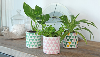 Mini plantes vertes sur une console