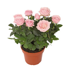 Mini rosier rose en pot