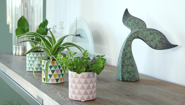 Mini plantes vertes sur une console