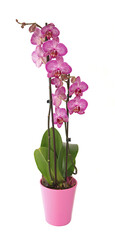 Orchidée phalaenopsis rose