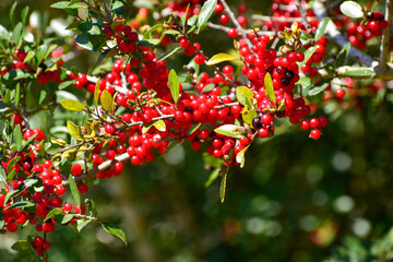 red berries on a bush