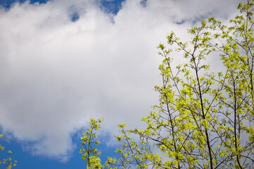 Beautiful twigs with first small leaves against clear blue sky background. Early spring. Sunny day.