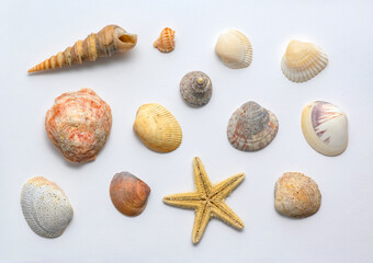 Seashells of various shapes and types. Background