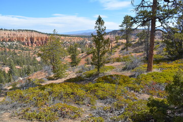 Fototapeta na wymiar Rim Trail Bryce Canyon National Park Utah Hoodoo Desert Travel USA