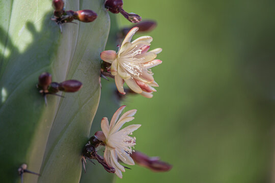Beautiful Mytrtillocactus (blueberry cactus) flowers blooming in spring time in Arizona desert.
