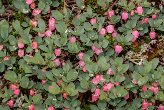 Alpine Blueberry (Vaccinium uliginosum) Chowiet Island, Semidi Islands, Alaska, USA