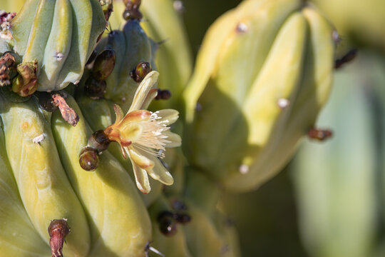 Beautiful Mytrtillocactus (blueberry cactus) flowers blooming in spring time in Arizona desert.