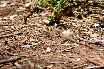 Lizard Arizona Desert Boyce Thompson Arboretum