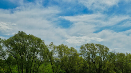 luscious green trees in the sun with fantastic clouds on blue sky