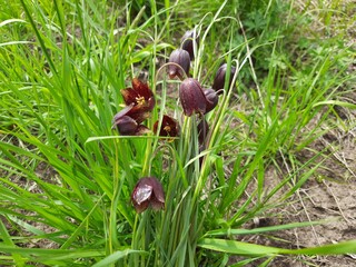 spring in the forest, nature, flower, plant, green, grass, macro, summer, spring, garden, leaf, flora, flowers, closeup, field, pink, meadow, insect, leaves, ecology, natural, wild, sky