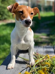 Jack russell terrier dog sits on a bench.