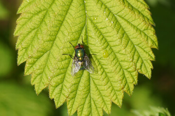 Female green bottle fly (Lucilia) of the family blow flies, Calliphoridae on a leaf. In a Dutch...