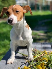 White gingerbread dog jack russell terrier close-up.