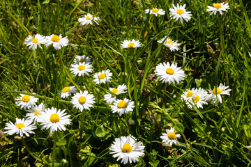 Daisy flower (Bellis perennis) blooms in spring on the lawn, Closeup of white and yellow flowers in the meadow