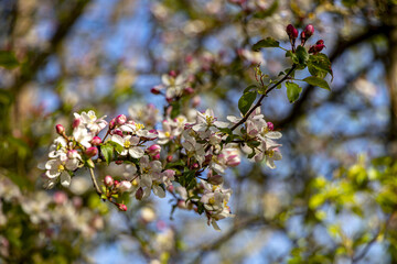 Blühende Bäume im Frühjahr