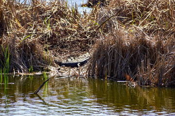 alligator in the water