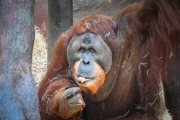 Orang utan is eating some grass whitch he found on the floor.
