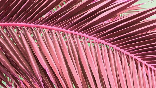 Tropical pink palm leaves background. Fashion exotic summer travel concept. Minimalism and surreal.