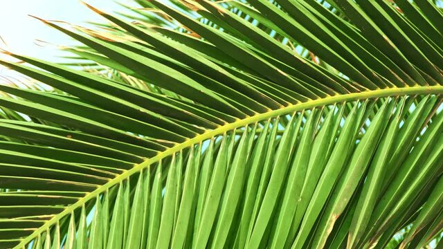 Tropical green palm leaves textured background. Fashion exotic summer travel concept. Minimalism and surreal.