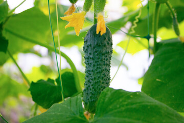 A green cucumber hangs on a bush in a greenhouse. 