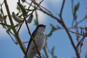 A Tree Swallow in a Tree