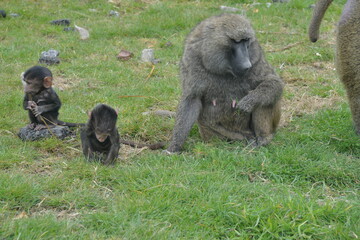Obraz premium Baboons at Knowsley Safari Park, Liverpool, England, UK